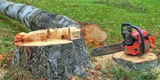 Professional Tree Care in Prairie Heights, WA