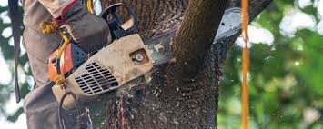 Best Hazardous Tree Removal  in Prairie Heights, WA