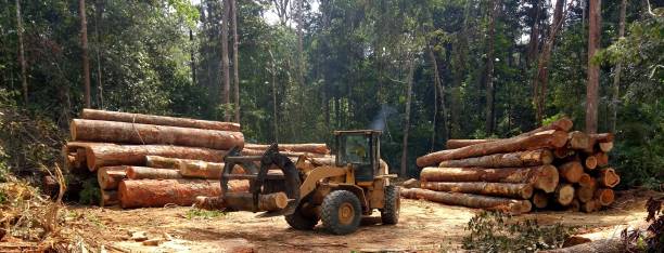 How Our Tree Care Process Works  in  Prairie Heights, WA